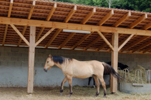 Pole barn horse stalls